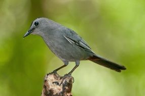 perched grey catbird on a blurred background