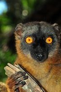 lemur with bright yellow eyes