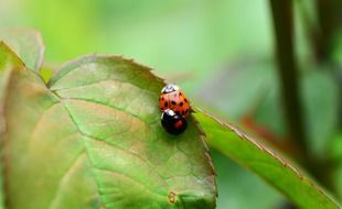 ladybugs mating on a green leaf