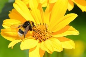 Hummel on a yellow flower