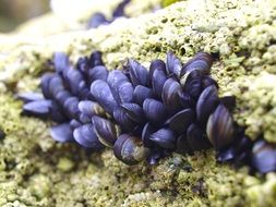 purple mussels on stone underwater