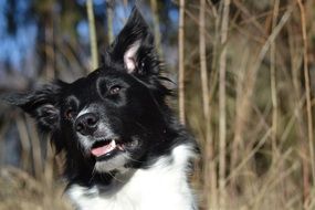 Border collie dog