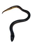 painted black snake on a white background
