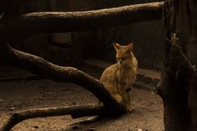 scrubby wild cat and woods