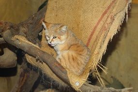 sand cat relaxes on a branch