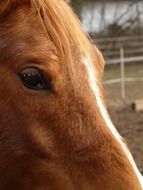 horse on the street close up