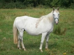 Domestic White horse on a field