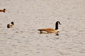 landscape of geese on the water in the animal world