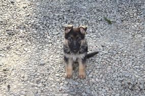 German Shepherd Puppy dog