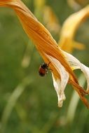 insect on a wilted flower