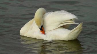 white swan cleaning feathers on the pond