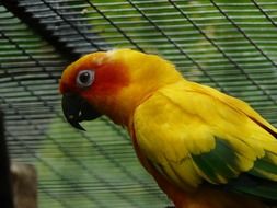 parrot in a cage on the street