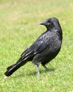 blackbird stands on green grass