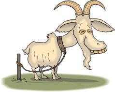 Old Goat leashed to pilllar, illustration