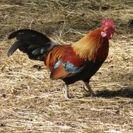 black tailed roosrer walking on hay