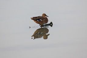 brown duck is reflected in the lake