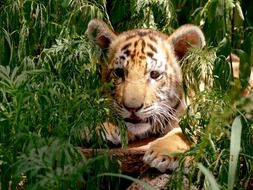 little tiger in the bushes
