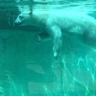 polar bear underwater in a blue pool