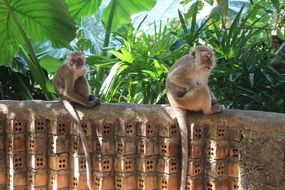 monkeys on a stone wall in thailand