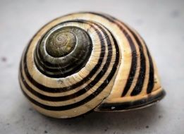 striped snail shell close-up on blurred background