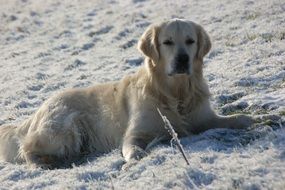 golden retriever in the snow
