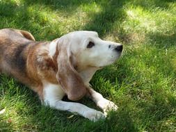 Old beagle doggy