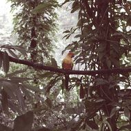 Singapore Parrot Bird in Forest sitting
