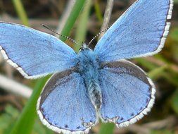 blue butterfly on the stem of a plant