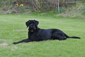 black giant schnauzer in the garden