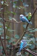 budgerigars on the tree