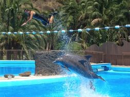Dolphins and human in the water on the show