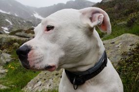 white dog on a background of alpine mountains