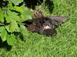 Blackbird fell on a grass