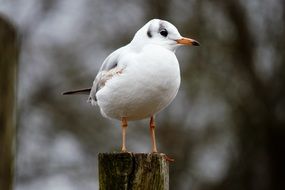 Black-Headed Gull Bird