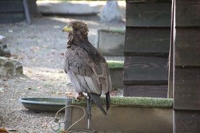 grey Raptor Bird in captivity