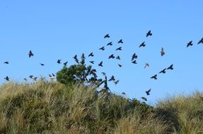 a flock of black birds flies over the meadow