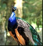 brazilian peacock