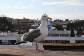 Sea Gull in a port in San Francisco