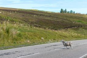 sheep crossing the road