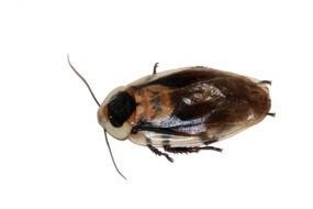 cockroach on the white background