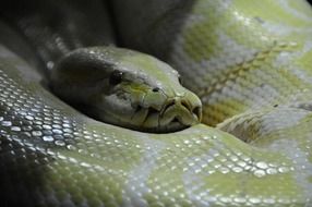 photo of spotted python