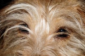 Dog sad Eyes