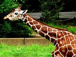 Picture of Giraffe with long neck