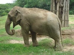 elephant on green grass