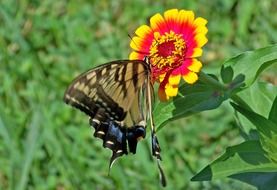 pear-tree swallowtail in wildlife