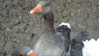 farm greylag goose