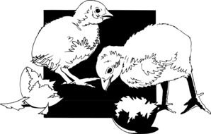 newborn chicks sketch