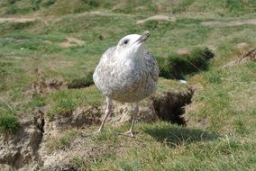 seagull on green grass