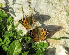 beautiful butterflies on the stone