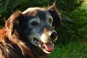 old friendly dog close up